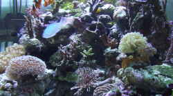 Aquarium Becken 4431