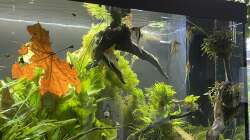 Aquarium Juwel Rio 450