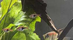 Keilfleckbarben und Rotrückenskalar