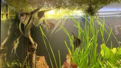 Einzug Skalare 01/22