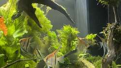 Aquarium Juwel Rio 450
