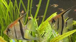 Besatz im Aquarium Juwel Rio 450