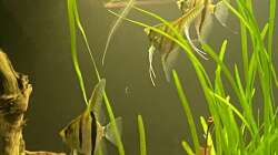 Besatz im Aquarium Juwel Rio 450