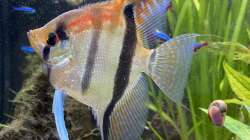 Besatz im Aquarium Juwel Rio 450