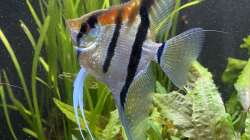 Besatz im Aquarium Juwel Rio 450