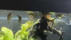 Aquarium Juwel Rio 450