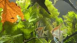 Aquarium Juwel Rio 450