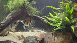 Aquarium Juwel Rio 450