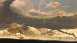 Corys am Erforschen des neuen Beckens