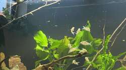 Besatz im Aquarium Juwel Rio 450