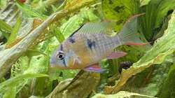 Besatz im Aquarium Juwel Rio 450