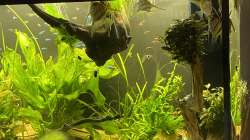 Aquarium Juwel Rio 450