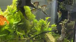 Aquarium Juwel Rio 450