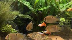 Aquarium Maroni-Dschungel