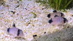 Besatz im Aquarium Aquascape Mooslandschaft