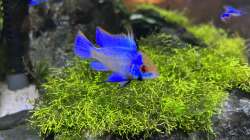 Besatz im Aquarium Aquascape Mooslandschaft