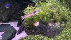 Besatz im Aquarium Aquascape Mooslandschaft