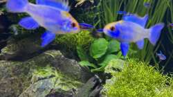 Besatz im Aquarium Aquascape Mooslandschaft
