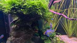 Pflanzen im Aquarium Aquascape Mooslandschaft