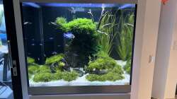 Aquarium Aquascape Mooslandschaft