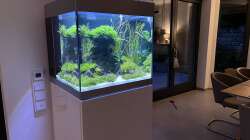 Aquarium Aquascape Mooslandschaft