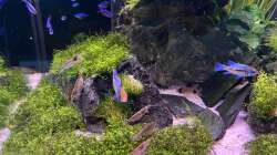 Besatz im Aquarium Aquascape Mooslandschaft