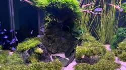 Aquarium Aquascape Mooslandschaft