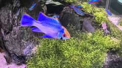 Besatz im Aquarium Aquascape Mooslandschaft