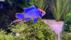 Besatz im Aquarium Aquascape Mooslandschaft