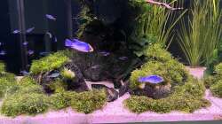 Besatz im Aquarium Aquascape Mooslandschaft