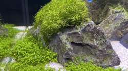 Moos wächst super???