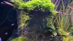 Aquarium Aquascape Mooslandschaft