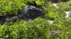 Besatz im Aquarium Aquascape Mooslandschaft