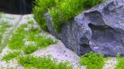 Nach 2-3 Wochen schon gutes Wachstum???