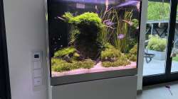 Aquarium Aquascape Mooslandschaft