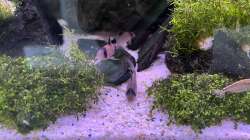 Besatz im Aquarium Aquascape Mooslandschaft