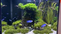 Aquarium Aquascape Mooslandschaft