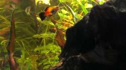 Platy namens ´Chef´ 