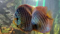 Besatz im Aquarium Diskusgarten