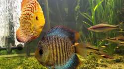 Besatz im Aquarium Diskusgarten