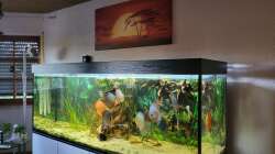 Aquarium Diskusgarten