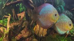 Besatz im Aquarium Diskusgarten