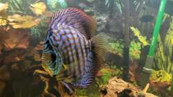 Besatz im Aquarium Diskusgarten