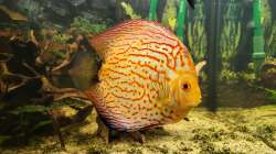 Besatz im Aquarium Diskusgarten