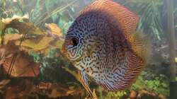 Besatz im Aquarium Diskusgarten