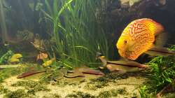 Besatz im Aquarium Diskusgarten