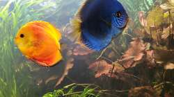 Besatz im Aquarium Diskusgarten