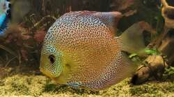 Besatz im Aquarium Diskusgarten