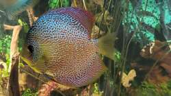 Besatz im Aquarium Diskusgarten