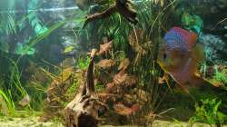 Besatz im Aquarium Diskusgarten